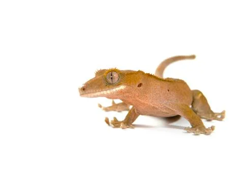 Gecko Stock Photos