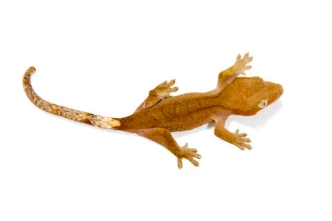 Gecko Stock Photos