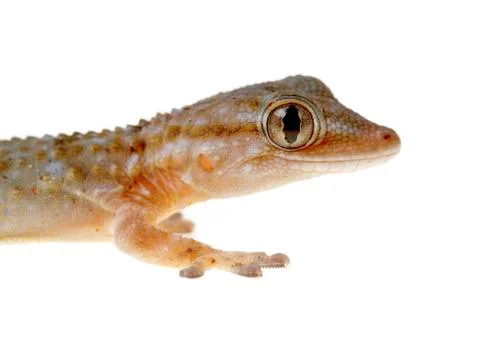 Gecko Stock-Fotos