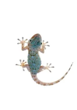 Gecko Stock Photos