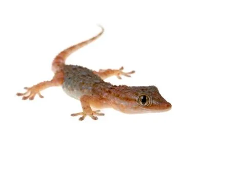 Gecko Stock Photos