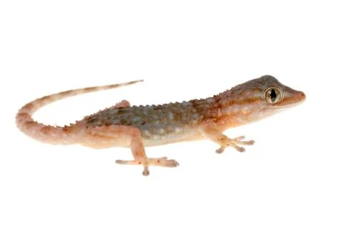 Gecko Stock-Fotos
