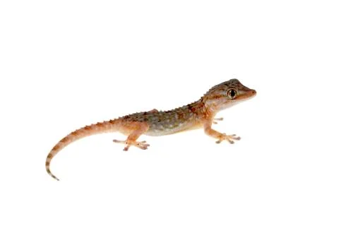 Gecko Stock Photos