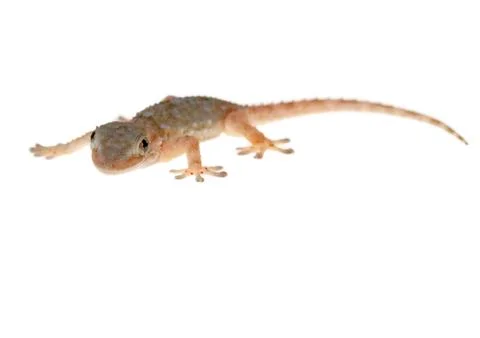Gecko Stock Photos
