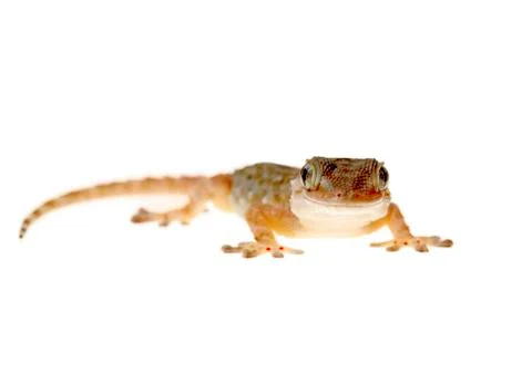 Gecko Stock Photos