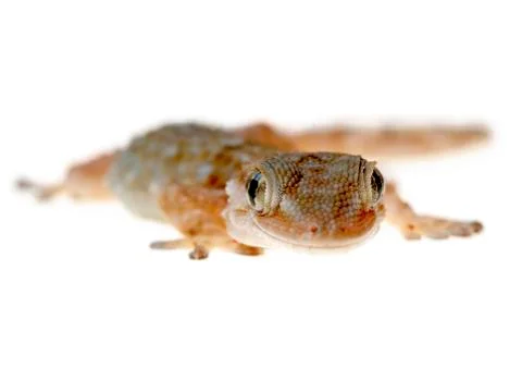 Gecko Stock Photos