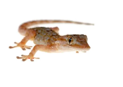 Gecko Stock Photos