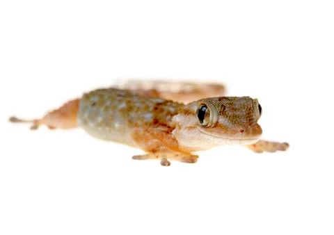 Gecko Stock Photos