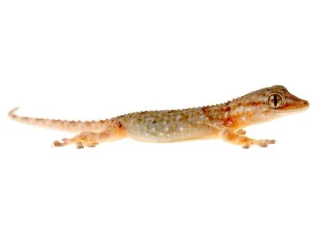 Gecko Stock Photos