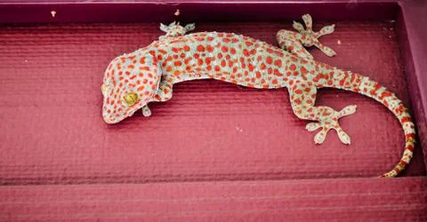 Gecko Stock Photos