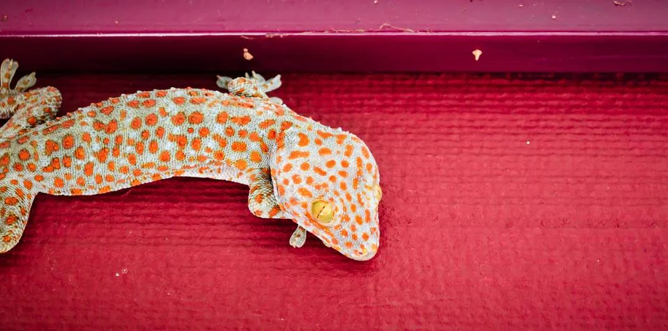 Gecko Stock Photos
