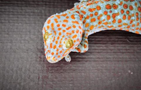 Gecko Stock Photos