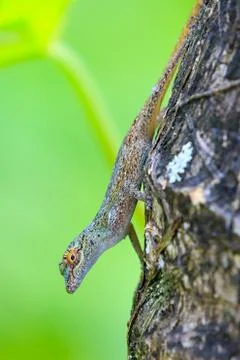 Gecko Stock Photos