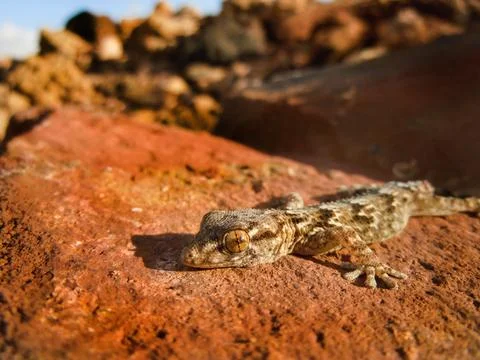 Gecko Stock Photos