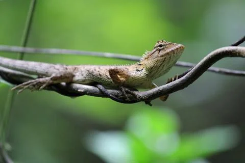 Gecko Stock Photos