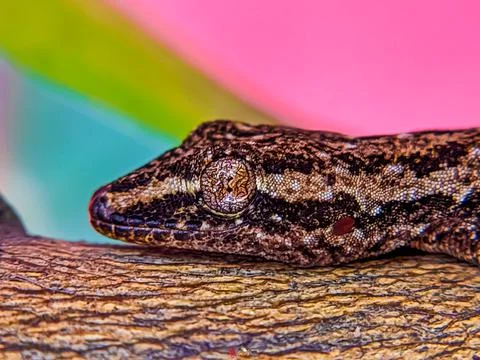 Gecko Stock Photos
