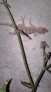 Gecko Stock Photos