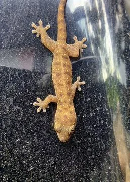 A gecko Stock Photos