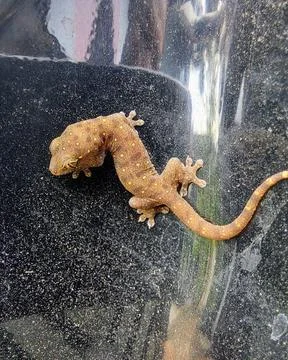 A gecko Stock Photos