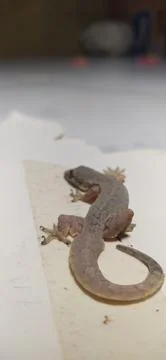 Gecko Stock Photos