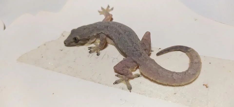 Gecko Stock Photos