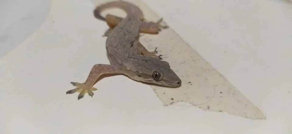 Gecko Stock Photos