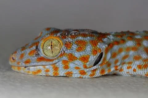 Gecko 스톡 사진