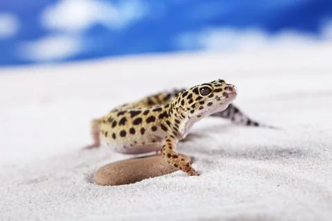 Gecko portrait! Stock Photos