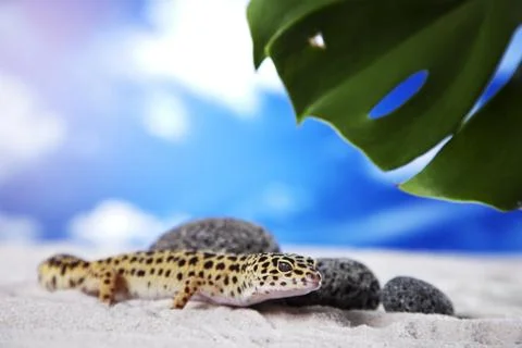 Gecko portrait! Stock Photos