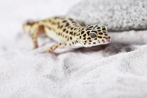 Gecko portrait! Stock Photos