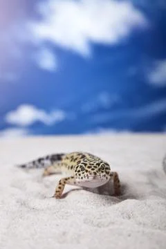 Gecko portrait! Foto stock