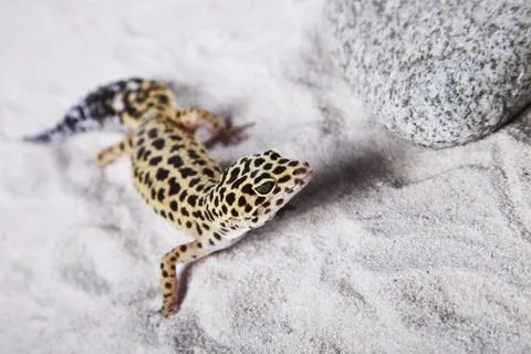 Gecko portrait! Stock Photos