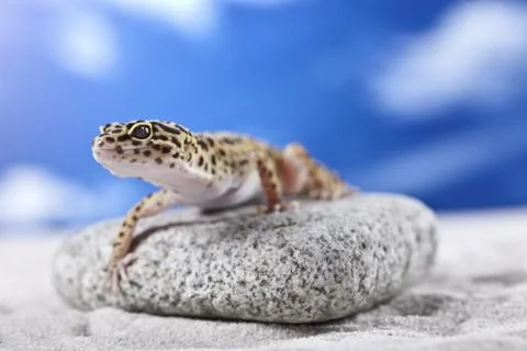 Gecko portrait! Stock Photos