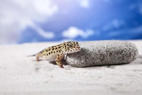 Gecko portrait! Stock Photos