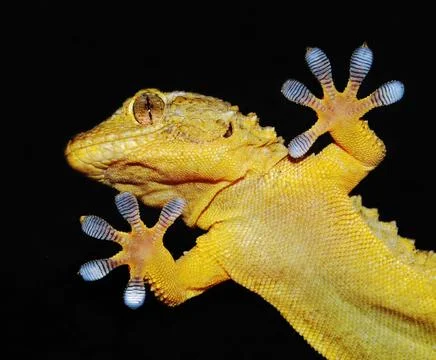 Gecko portrait Stock Photos