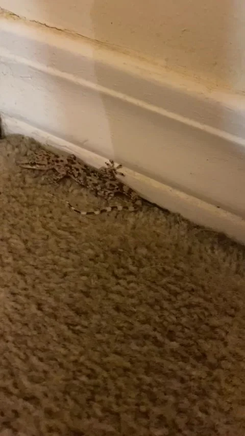 The Gecko Ran Right at Me, Mobile, Alabama, USA - 08 Oct 2025 Stock Footage 320955120