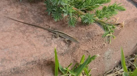 Gecko resting on a rock Stock Footage 10699461