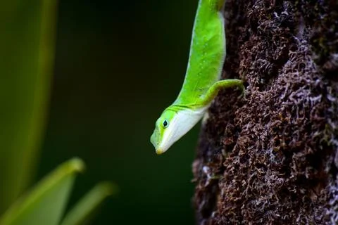 Gecko Resting on a Tree Trunk Stock Photos
