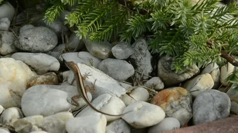 Gecko on a rock Stock Footage 10710341