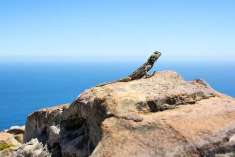 Gecko on a rock Stock Photos