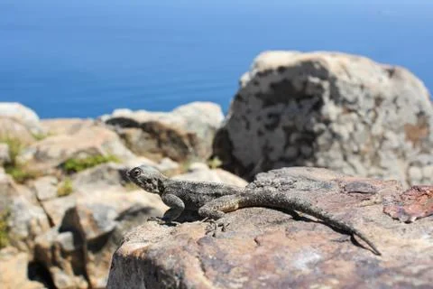 Gecko on a rock Stock Photos