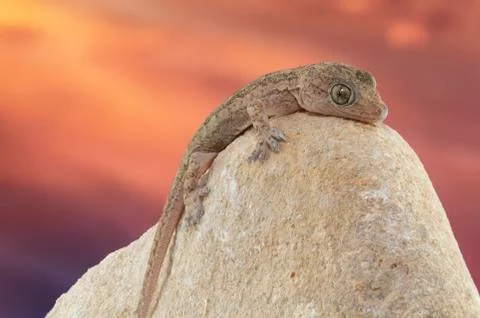 Gecko on a rock Stock Photos