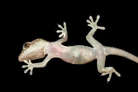 Gecko seen from below in black background Stock Photos