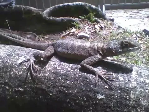 Gecko is seen on a tree trunk relaxing in the park Stock Footage 163678650
