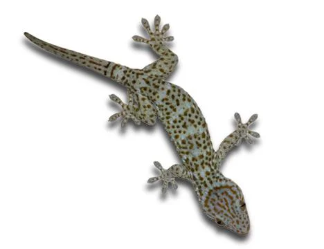 Gecko on a separate white background Stock Photos
