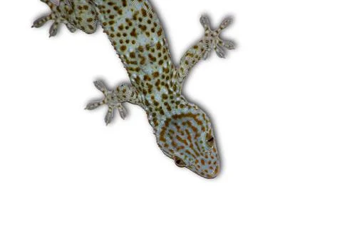 Gecko on a separate white background Foto stock