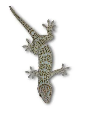 Gecko on a separate white background. Foto stock
