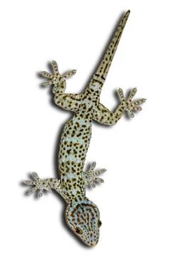 Gecko on a separate white background Stock Photos