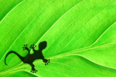 Gecko shadow on leaf Stock Photos