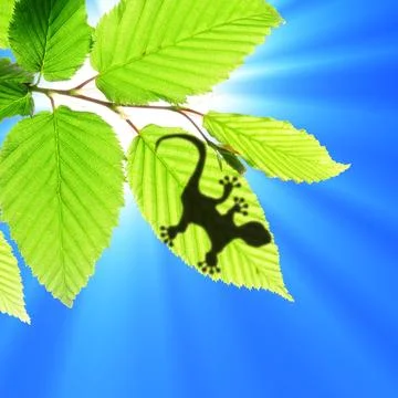 Gecko shadow on leaf Stock Photos